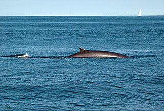 A northern fin whale surfaces off the coast of Rye New Hampshire